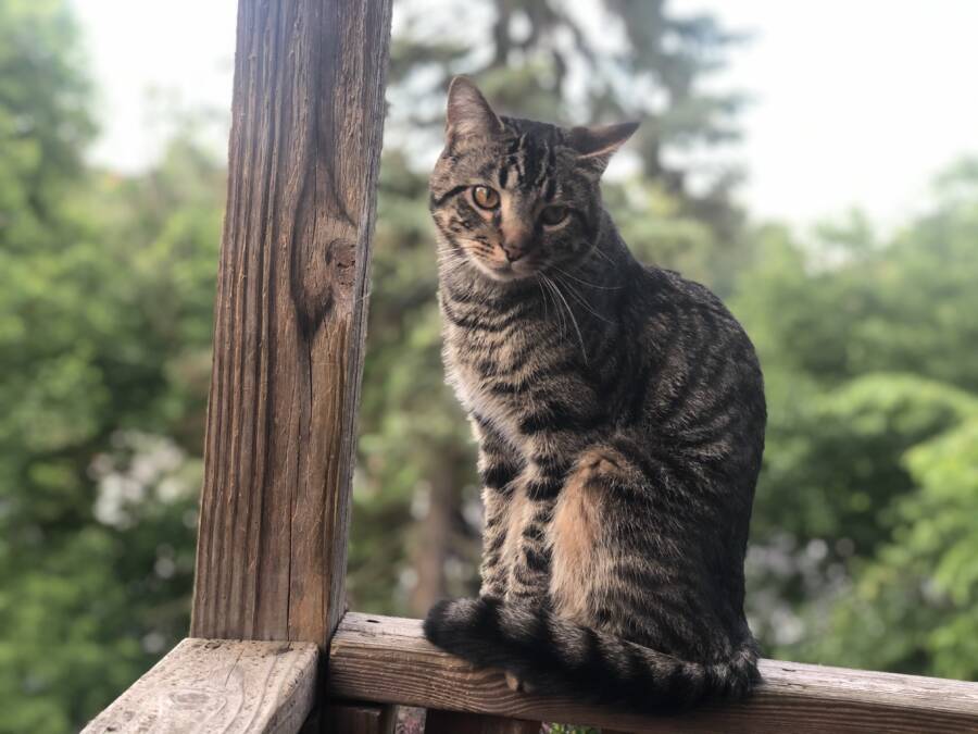 Cat On A Windowsill