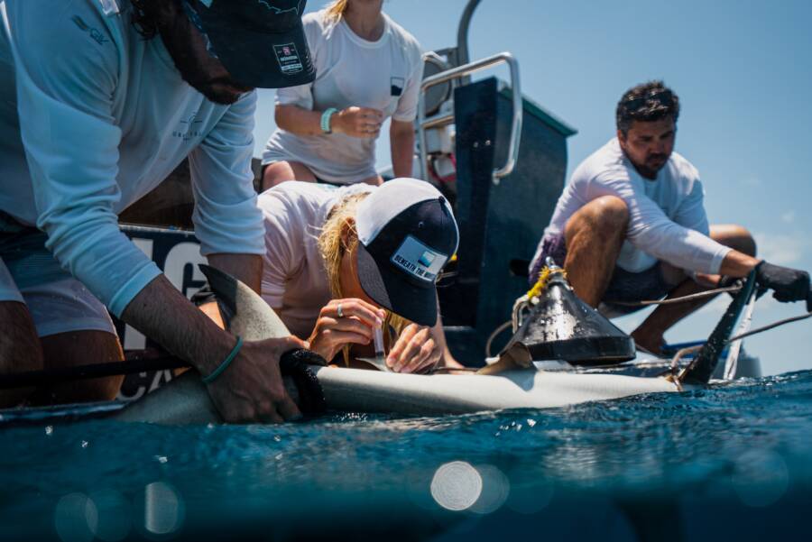 BTW Scientists With A Shark