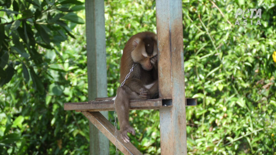 Monkey Forced To Pick Coconuts
