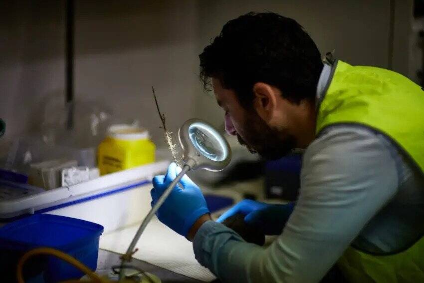 Researcher Studying Coral