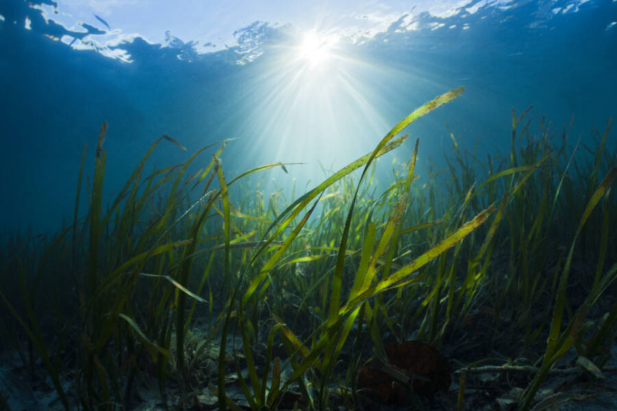 Seagrass Meadow