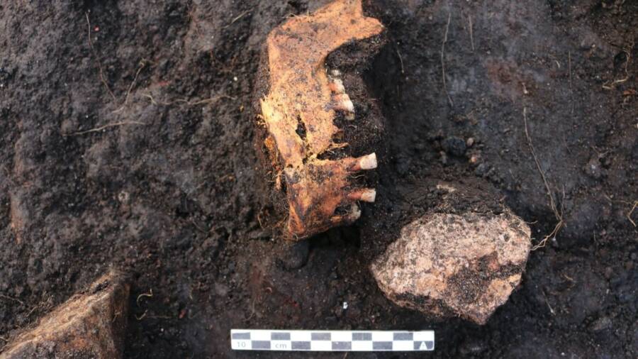 Bog Body Teeth