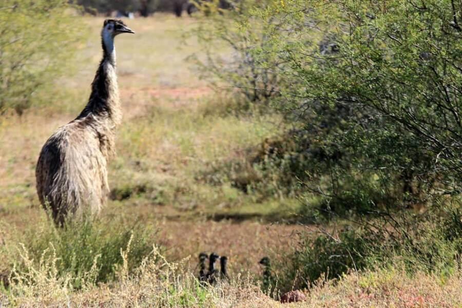 Emu With Babies