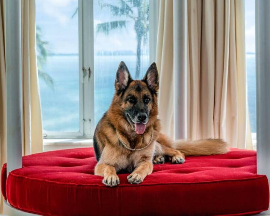 Gunther Richest Dog In The World