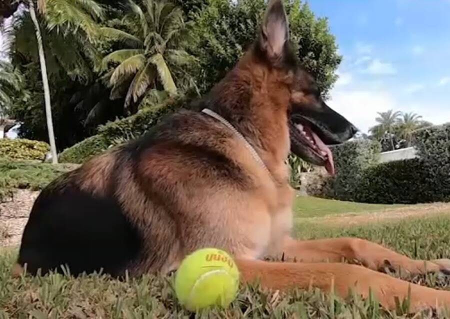 Gunther With Tennis Ball