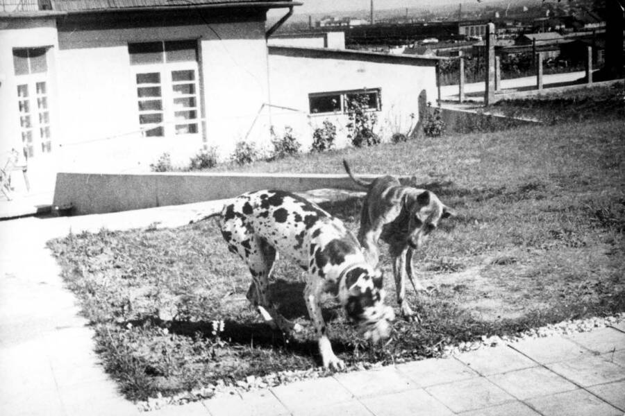 Amon Goeth&rsquo;s Dog Rolf