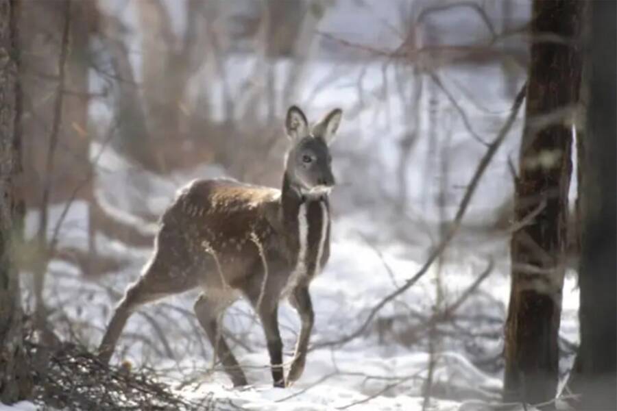 Musk Deer In The DMZ