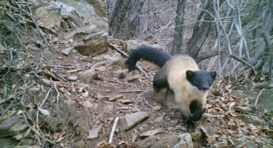 Yellow Throated Marten
