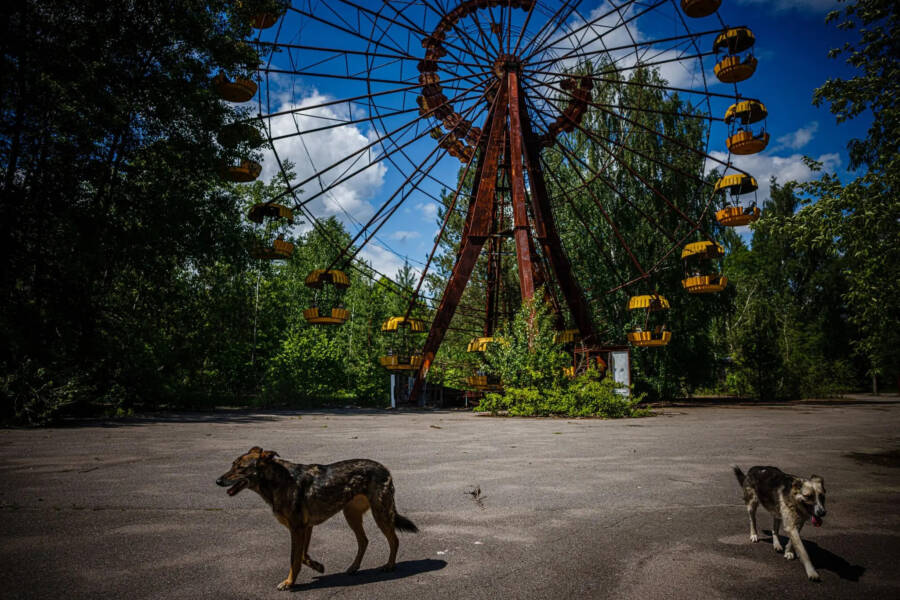 Chernobyl Dogs