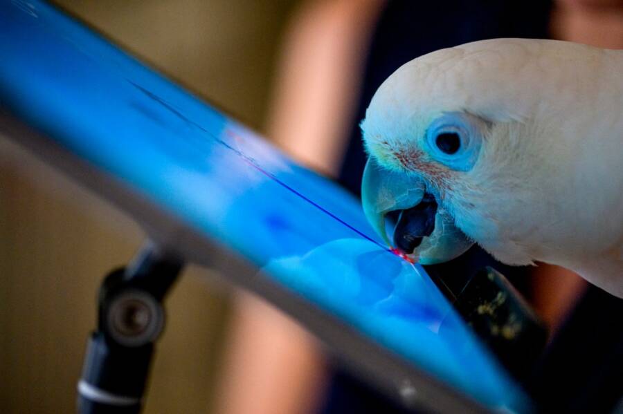Bird Touching Screen With Its Beak