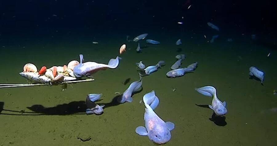 Scientists Film Deepest Fish Ever Recorded Near Japan