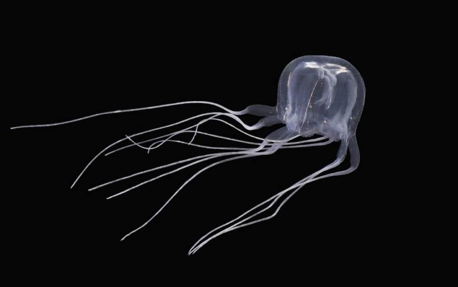 Newly Discovered Jellyfish