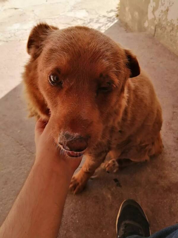 Bobi The Oldest Dog Ever