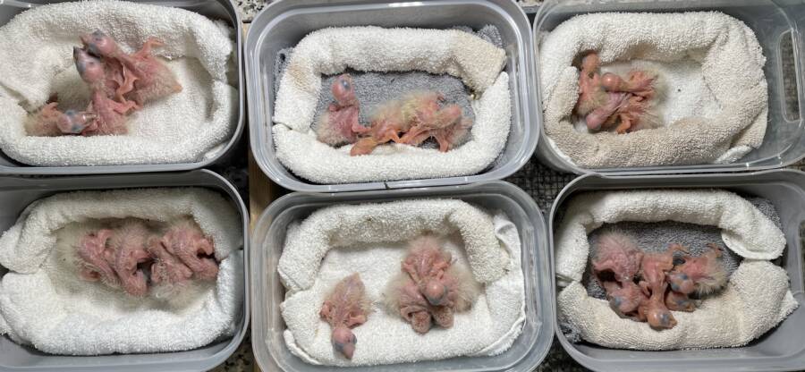 Hatchlings