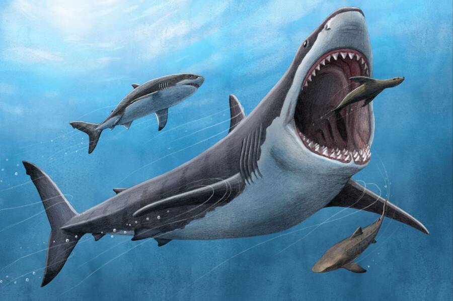 Megalodon