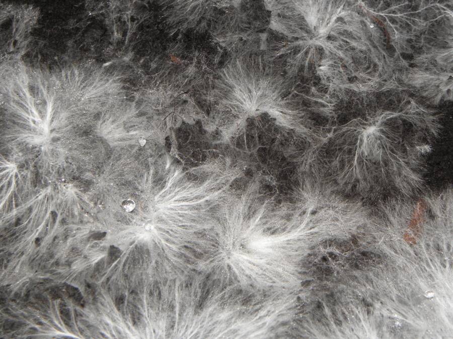 Mycelium