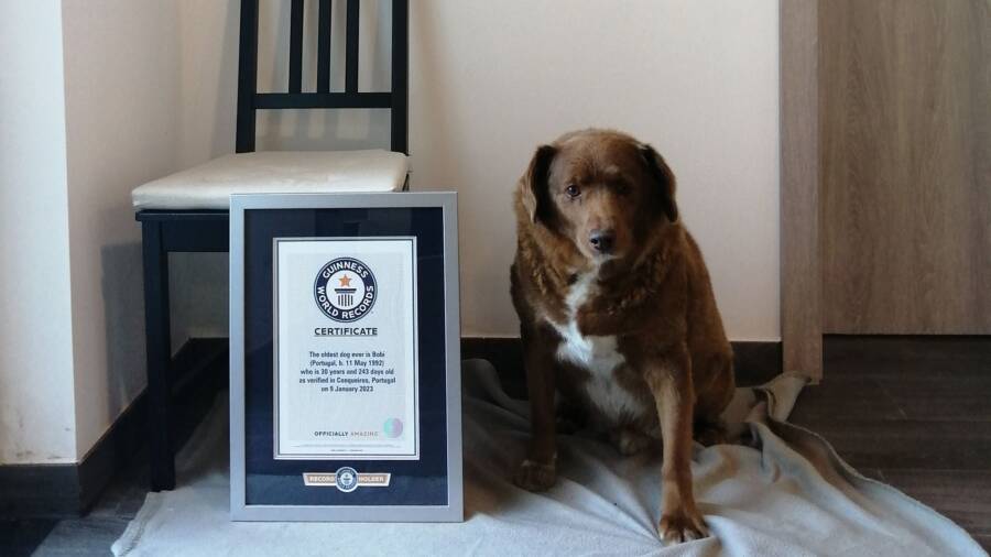 World&rsquo;s Oldest Living Dog