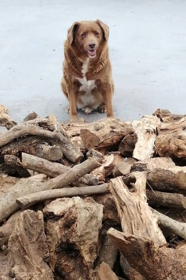 Bobi The World&rsquo;s Oldest Living Dog