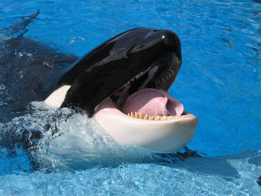Killer Whale