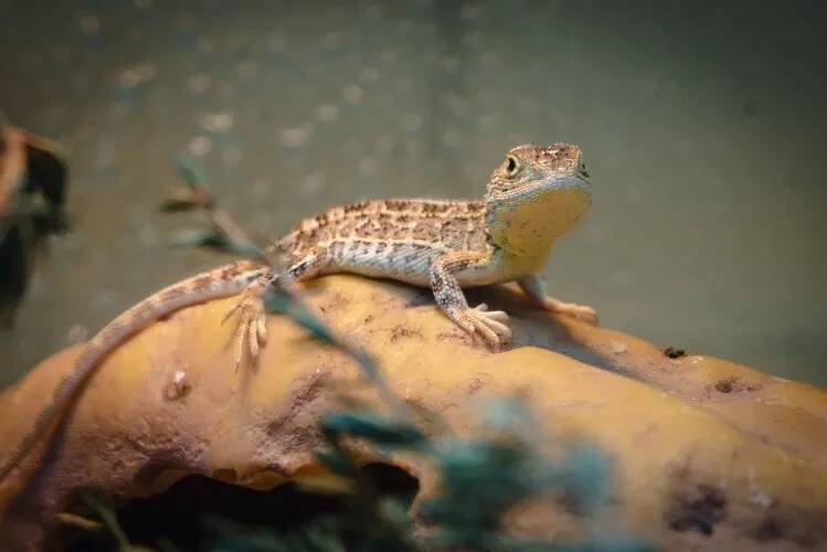 Victorian Grassland Earless Dragon