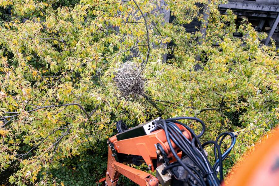 Birds Nest In Antwerp Belgium