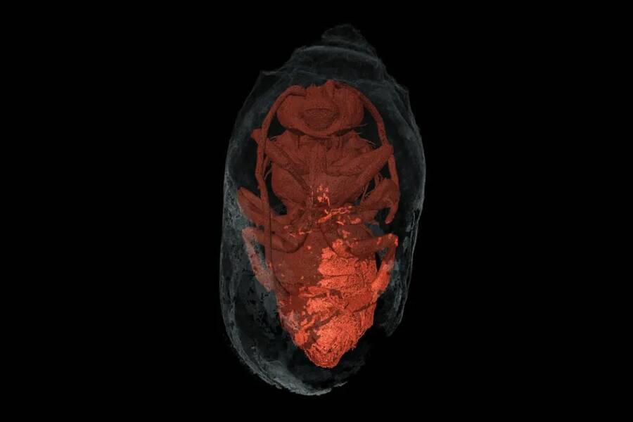 3000 Year Old Preserved Bee