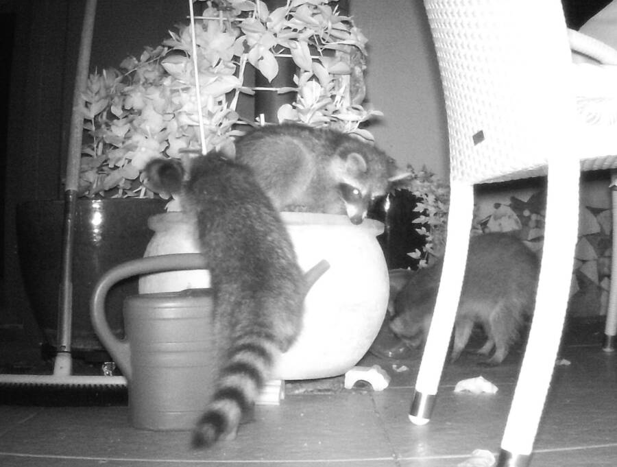 German Raccoons In A Home