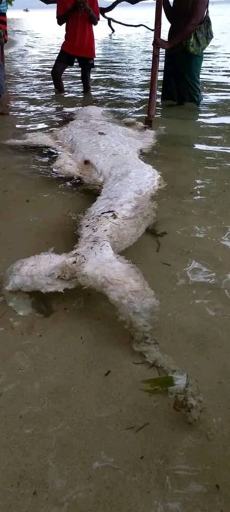 Mermaid Globster In The Water