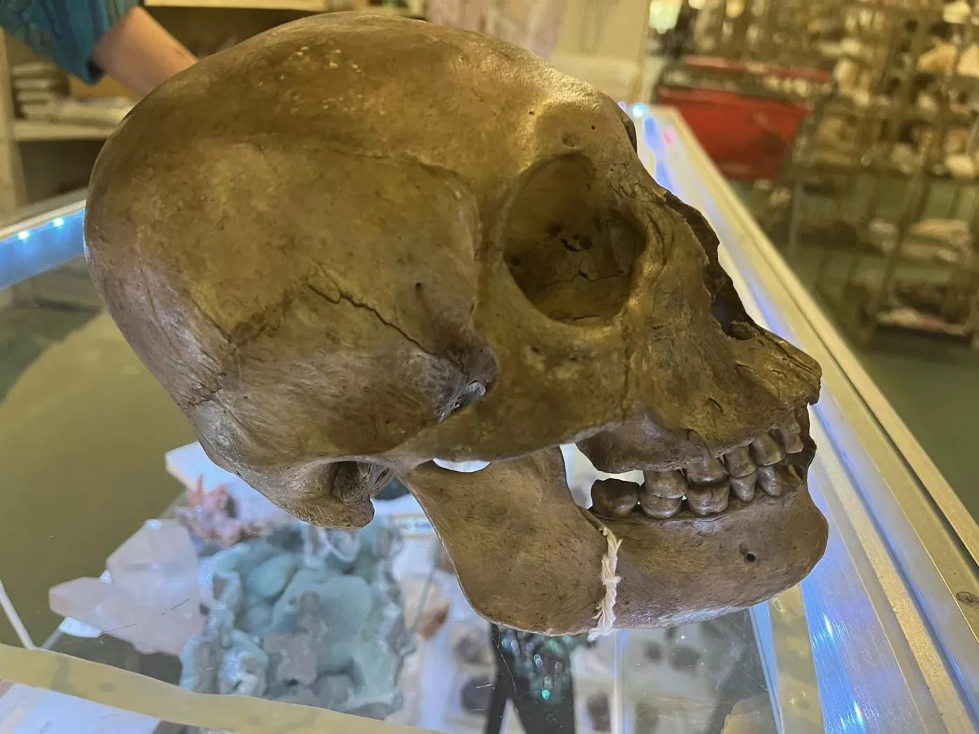 Human Skull