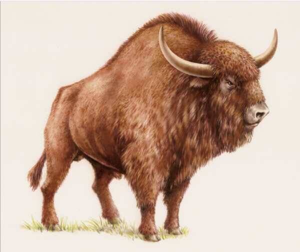 Steppe Bison