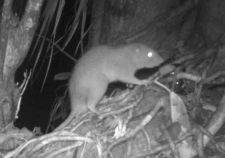 Vangunu Giant Rat