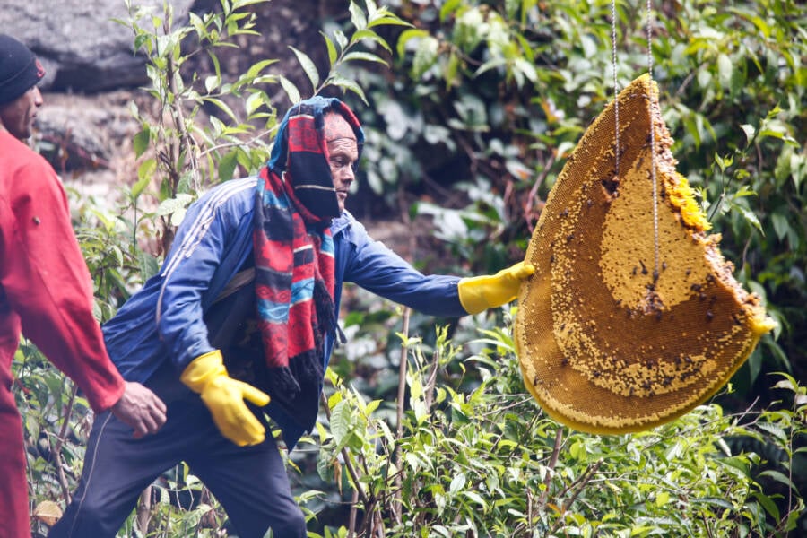 Harvesting Mad Honey