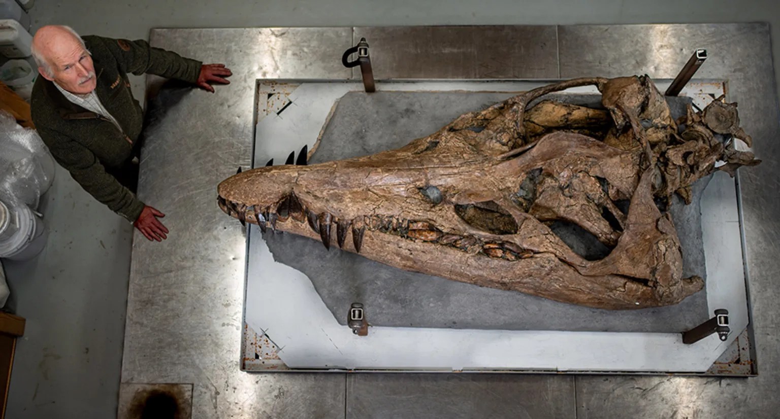 Massive Pliosaur Skull Found On England's Jurassic Coast