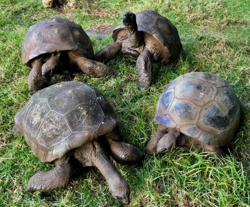Jonathan And The Other Tortoises
