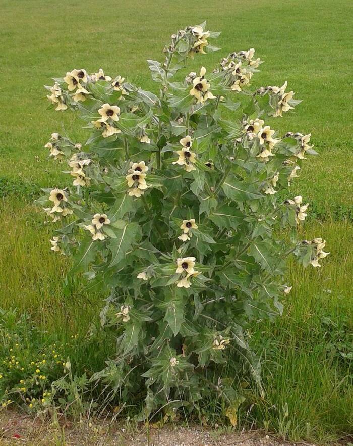 Black Henbane