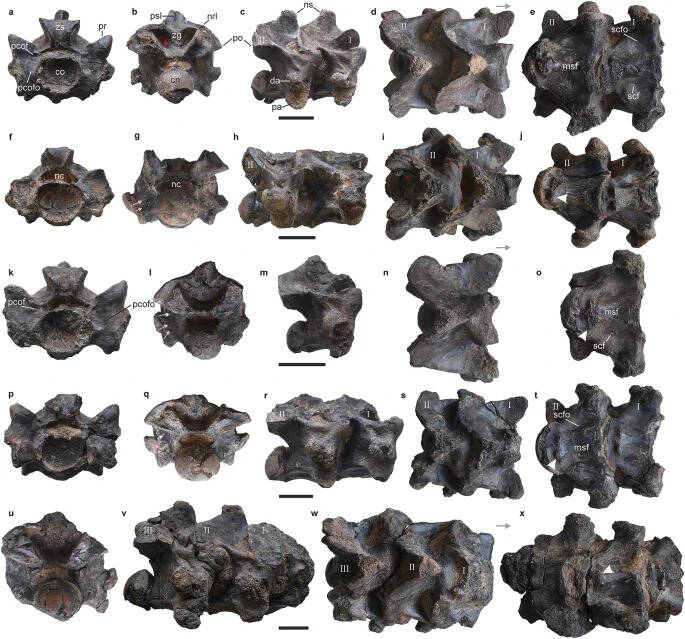 Vasuki Indicus Vertebrae