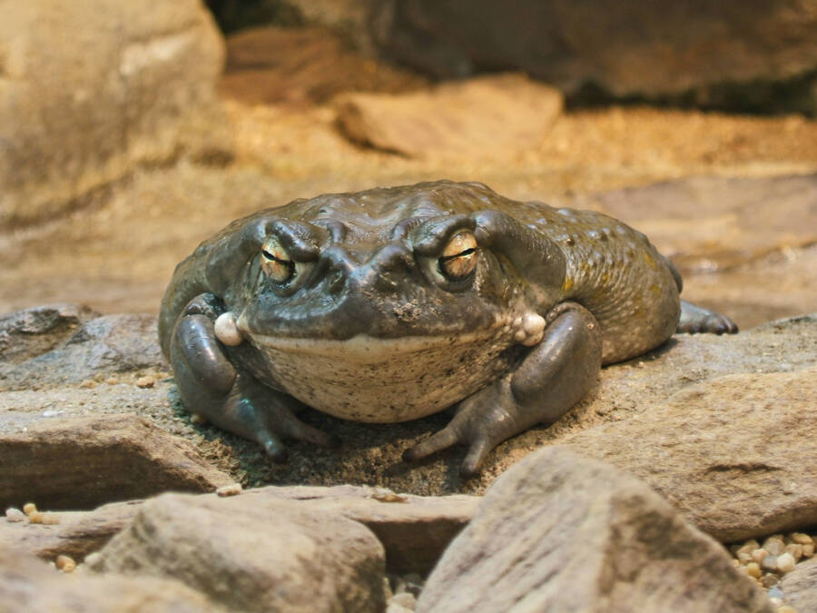 Colorado River Toad