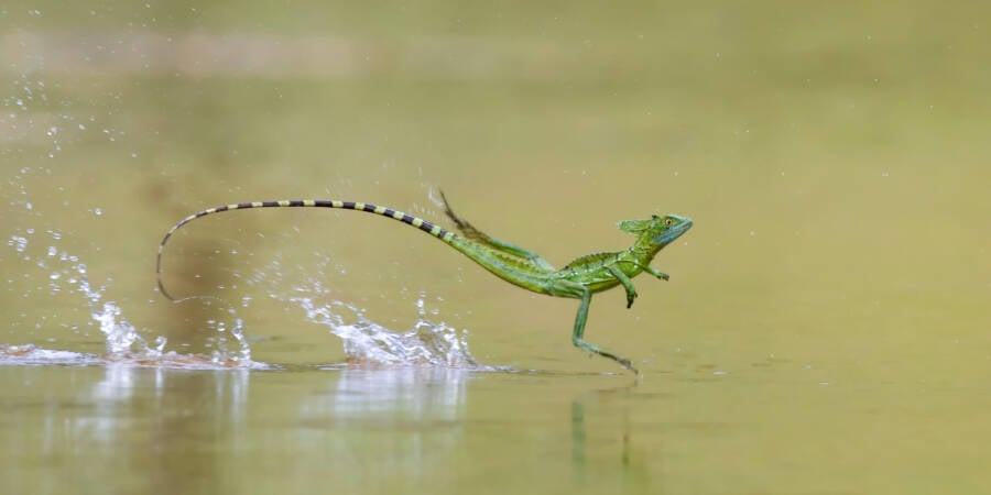 Jesus Christ Lizard