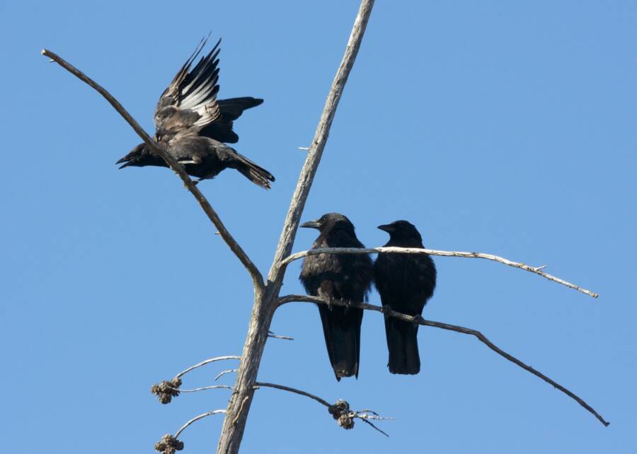 Three Crows