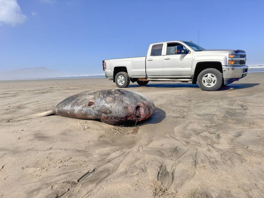 Sunfish Washed Ashore In Oregon