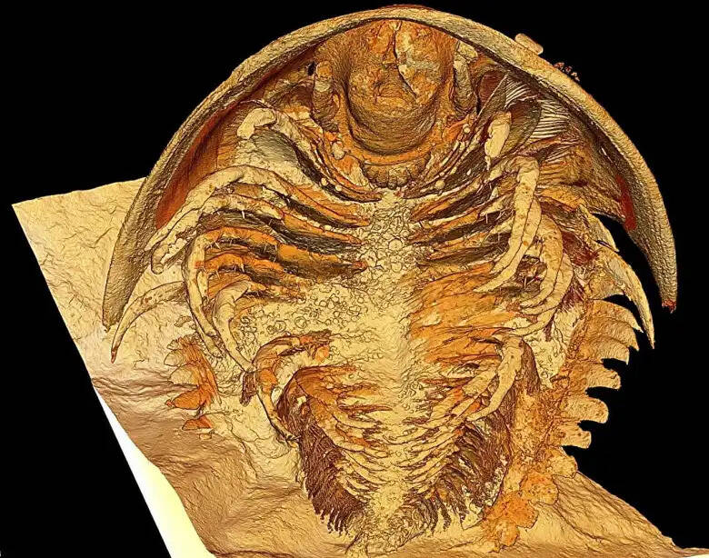 Trilobite Reconstruction