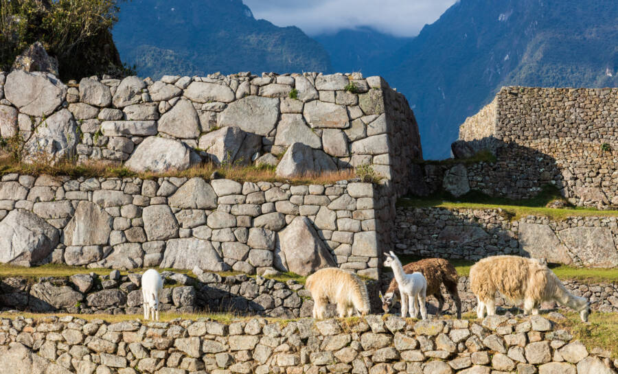 Llamas At Machu Picchu