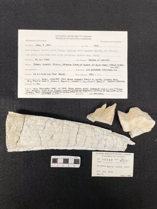 Greenland Norse Walrus Tusk