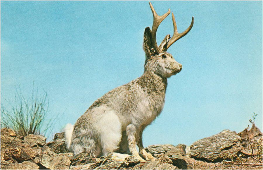 Jackalope In The Wild
