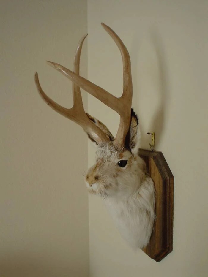 Mounted Jackalope Head