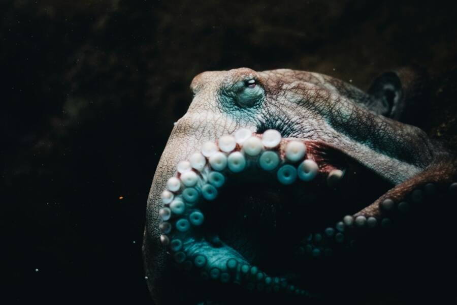 Could Octopuses Build Civilizations