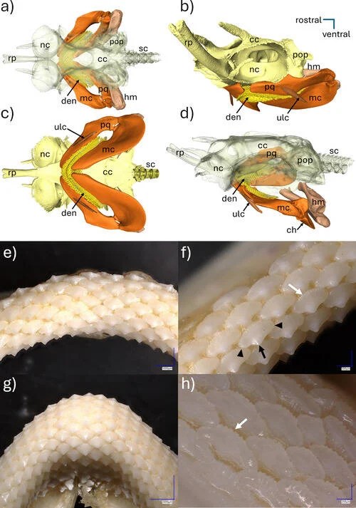 Do Sharks Make Noise