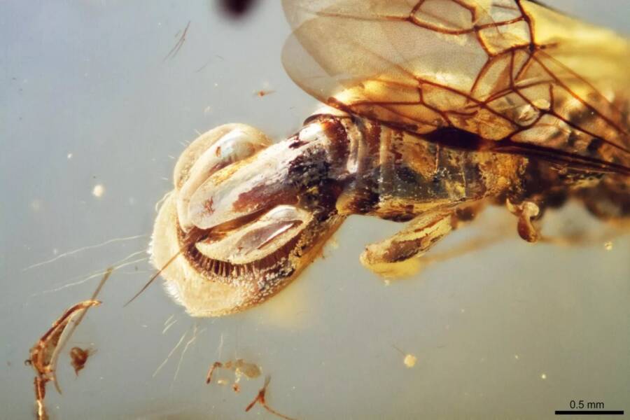 Sirenobethylus Charybdis Close Up