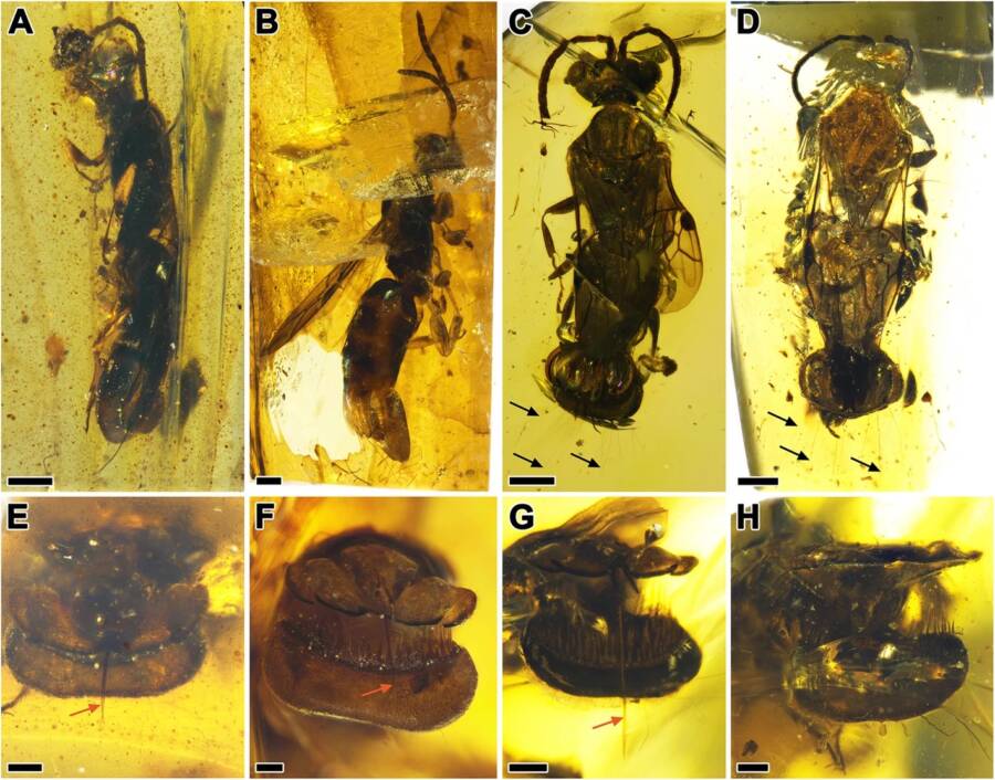 Sirenobethylus Charybdis Trapped In Amber