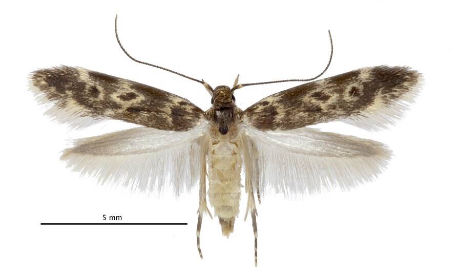 Adult Bone Collector Moth